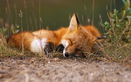 Fox - ear, animal, red, Fox