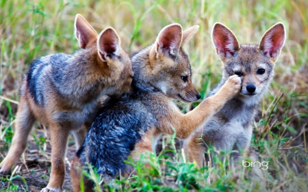 Fox - photo, junge, animal, fox