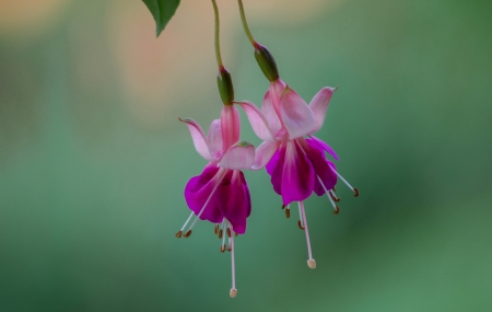 Flower - flower, tree, nature, plant