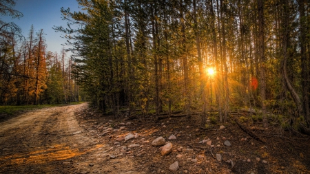 Forest - nature, tree, forest, sun