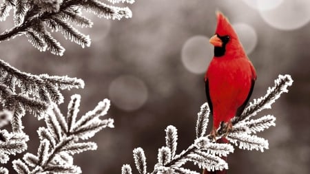 Red Cardinal - twigs, winter, nature, ive, tree