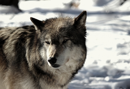 Grey Wolf - winter, wildlife, predator, snow