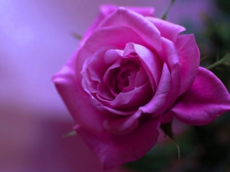 For my friend A-A - blooming, rose, nature, purple, fragrant, petals, beautiful, flower, natural