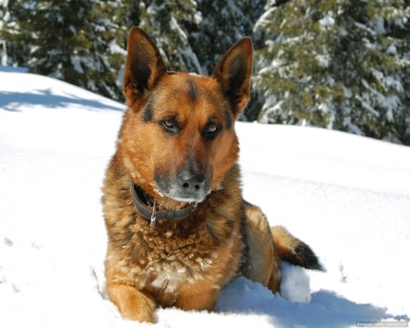 German Shepard - animal, nature, dog, snow