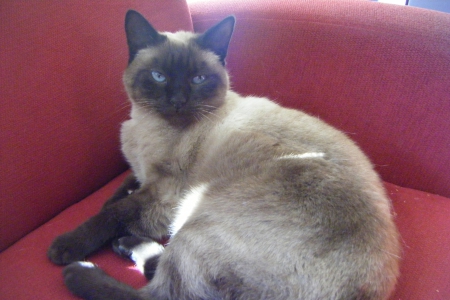 cleopatra - cleopatra, named, cute, siamese, cat