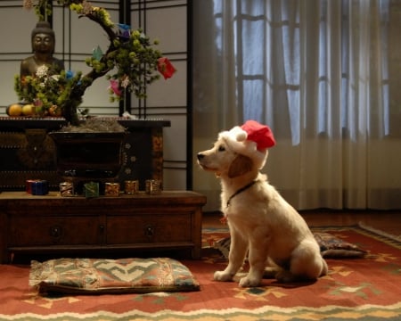 Waiting for Santa Claus - Dog, Animal, Christmas, Santa Claus