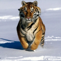 TIGER IN SNOW