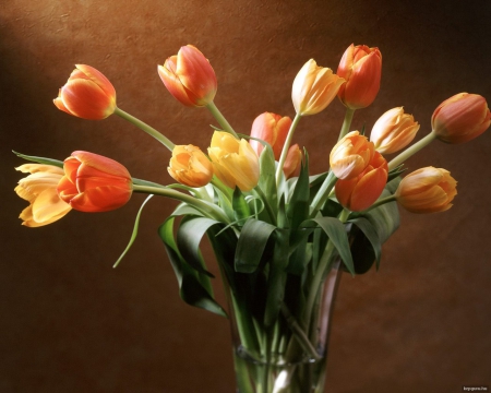 Tulips - nature, tulips, bouquet, colours