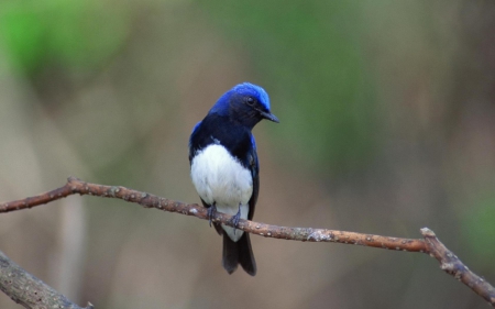 Bird - white, bird, cute, branch, blue