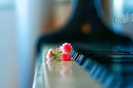 Flowers - piano, flowers, photo, flower