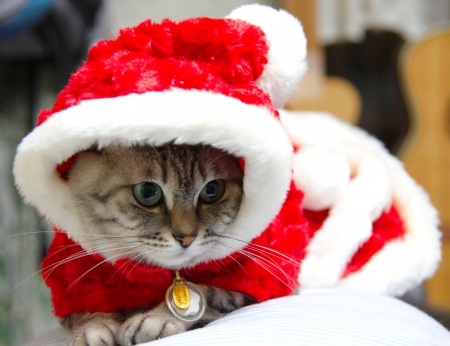 SANTA's PET - santa, pet, costume, cat