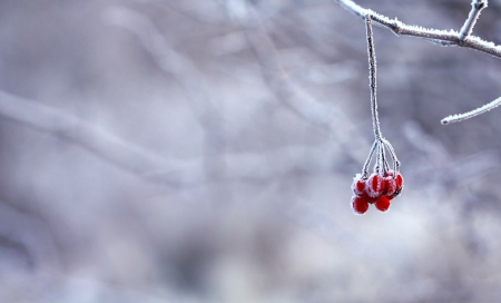 Winter Berries! - snow, berries, winter, nature