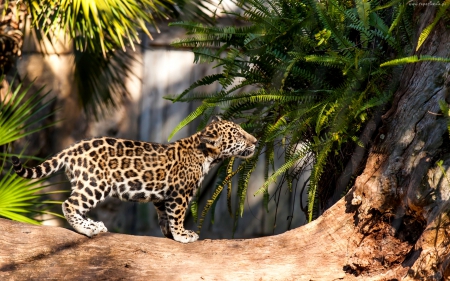 LEOPARD CUB - leopard, cub, forest, fern