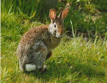 Eastern cottontail rabbit - white, grass, curious, tail