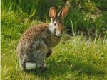 Eastern cottontail rabbit