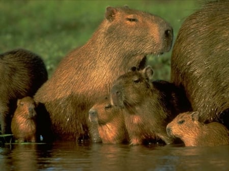 Capibara family - warm, together, shore, water