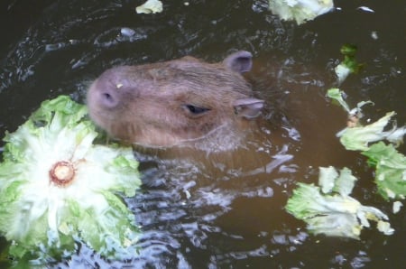 Pet Capibara - face, lettuce, swimming, sweet