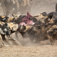 African wild dogs