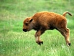 Bison calf