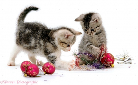 Kittens with Christmas baubles - kittens, baubles, cats, Christmas, animals