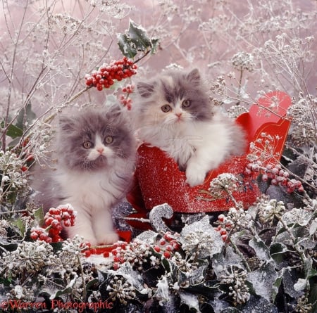 Persian kittens among snowy holly