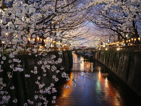 cherry blossoms