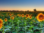 sunflower field