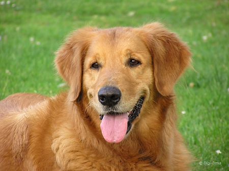 goldenretriever usually gentle - color, coat, golden, beautiful