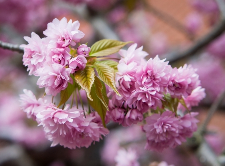 *** Flowering trees *** - flowers, trees, nature, flower, flowering