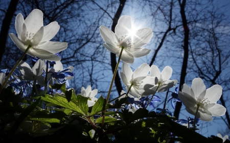 *** SPRING !!! *** - nature, sun, tulips, flowers, flower