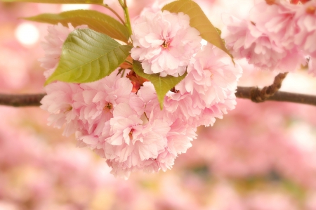 *** Flowering trees *** - flowers, trees, nature, flower, flowering