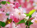 Beautiful Begonia Flowers