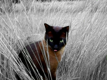 Can you see me:) - sweet, cute, grass, cat