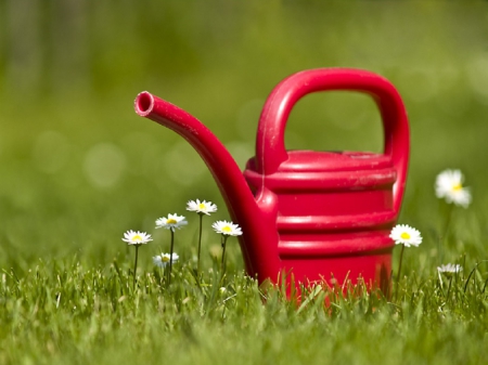 Summer time - watering can, sunlight, daisies, grass