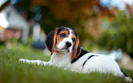 Beagle - pretty, beautiful, dog face, puppies, lovely, playful dog, sweet, playful, dogs, cute, face, puppy, animals