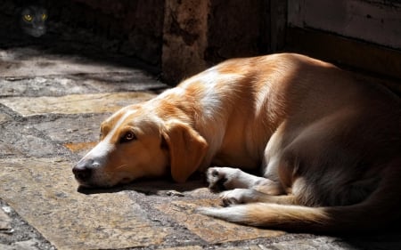 Dog and cat - puppy, animals, lovely, face, dog face, playful, pretty, beautiful, dogs, playful dog, sweet, cute, puppies