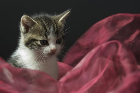 Cat - sleepy, cute, beautiful, cat, sleeping, kitty, cats, hat, cat face, paws, face, animals, pretty, beauty, sweet, kitten, lovely