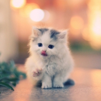 Cute Kitty for carmenmbonilla (Carmen)