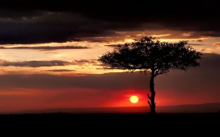 Sunset - tree, sunset, africa, beautiful