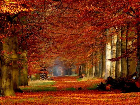 AUTUMN SHELTER - path, logs, nature, autumn, forest