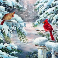 Winter cardinals