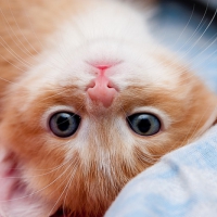 Adorable Kitty