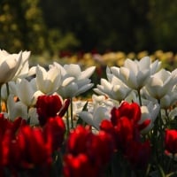 TULIPS