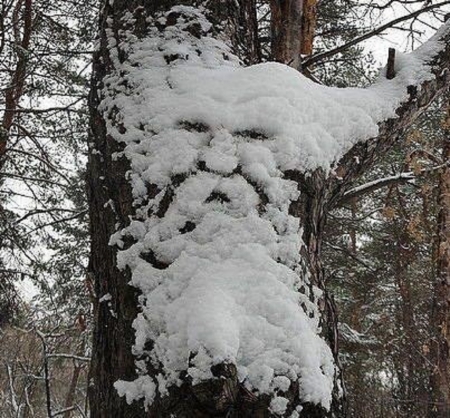 winter scenery - nature, snow, winter, scenery, tree