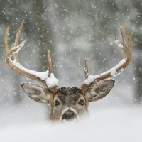 deer in snow