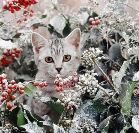 Kitten among snowy holly