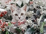 Kitten among snowy holly