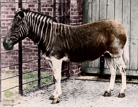 quagga - now, zoo, photo, extinct