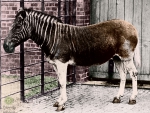 quagga