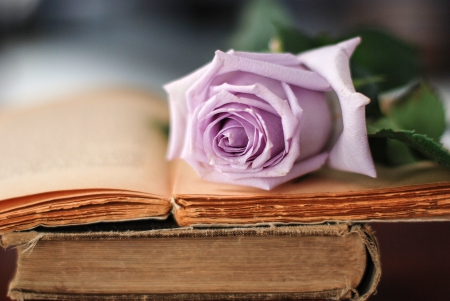 With Love - roses, for you, nature, book, rose, with love